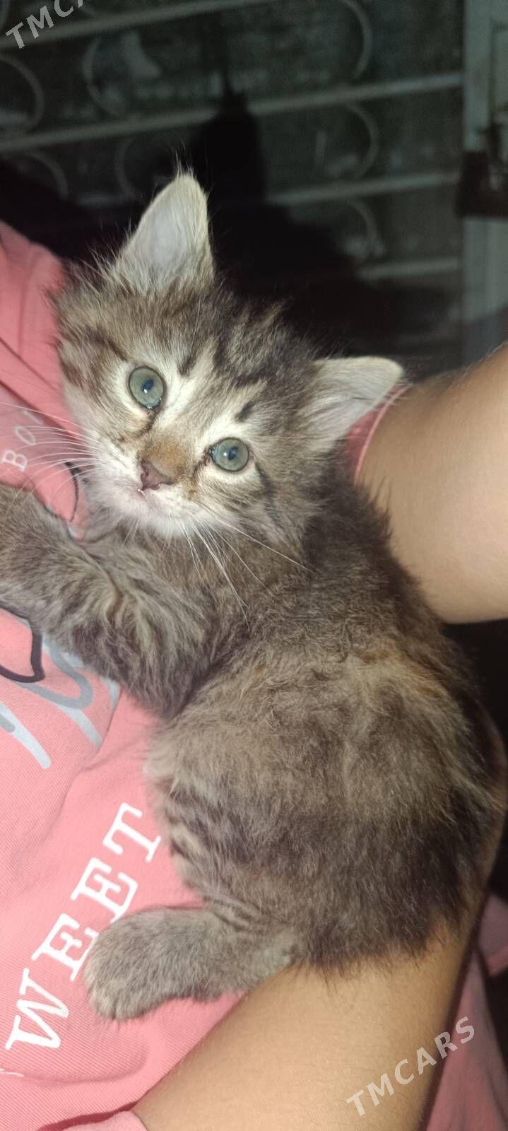 Котята - Ашхабад - img 2