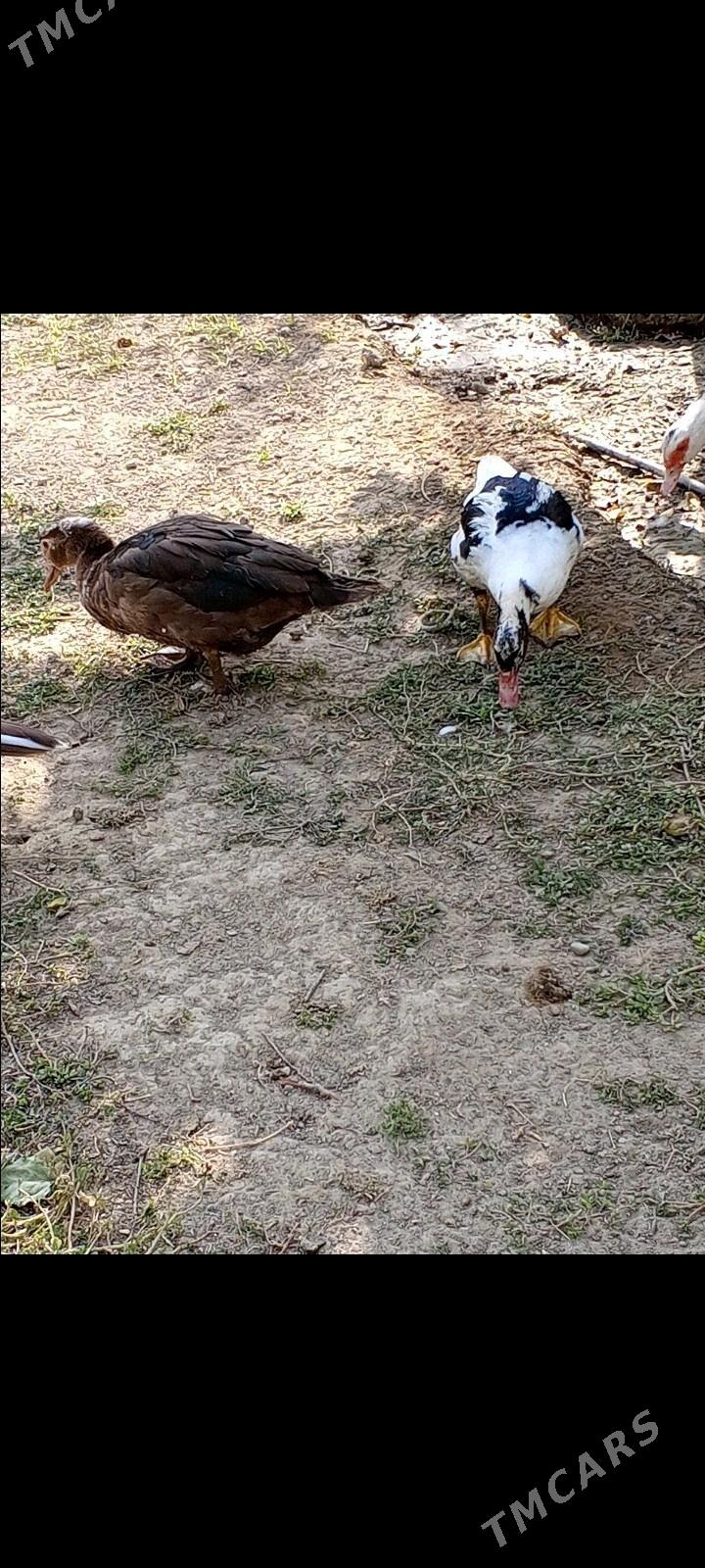 ördek - Büzmeýin - img 1