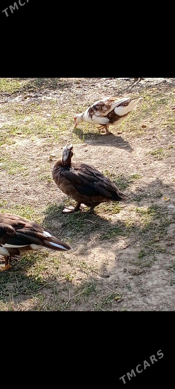 ördek - Büzmeýin - img 2