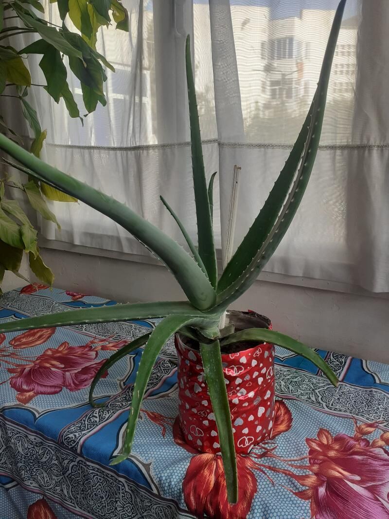 Алоэ вера - Туркменабат - img 5