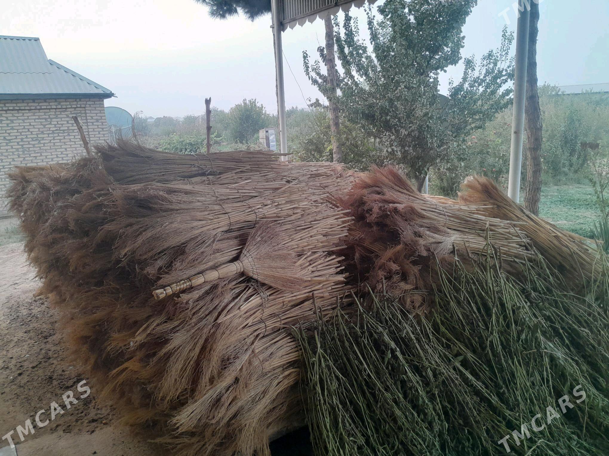 suwse - Sakarçäge - img 2