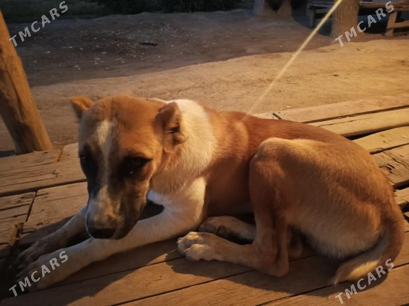 Türkmen kujuk - Гурбансолтан Едже - img 2