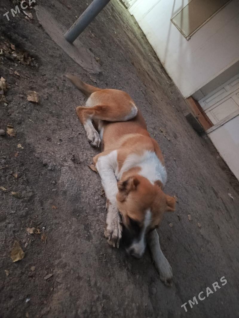 Türkmen kujuk - Гурбансолтан Едже - img 3