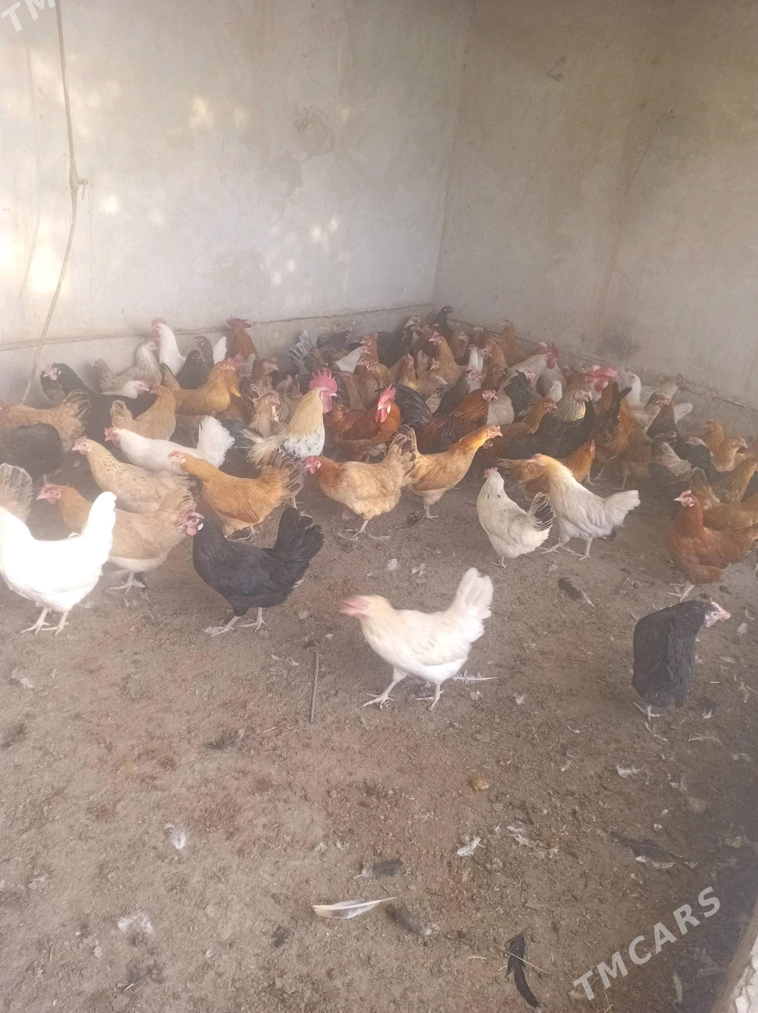 Towuk - Halaç - img 1