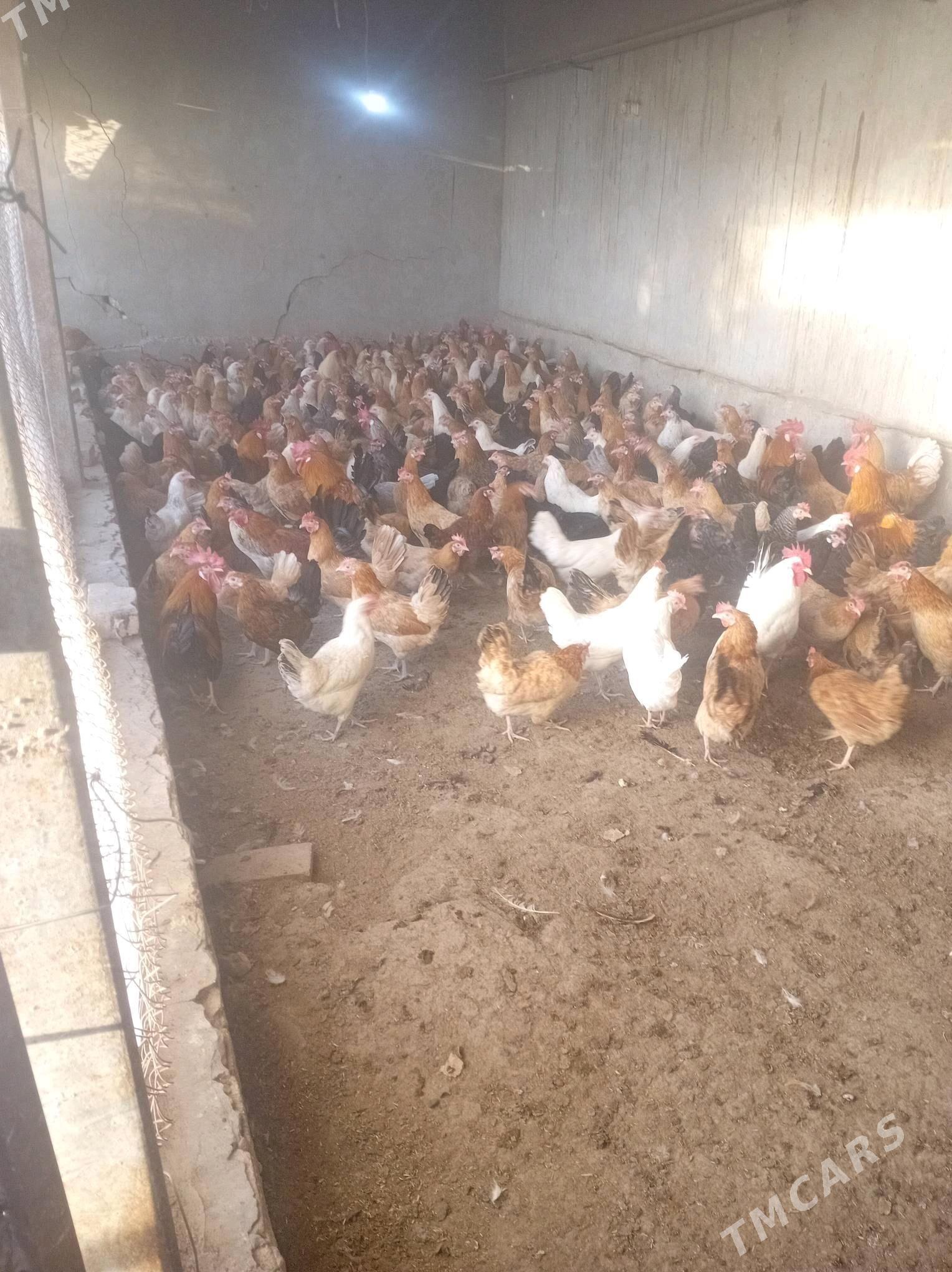 Towuk - Halaç - img 2