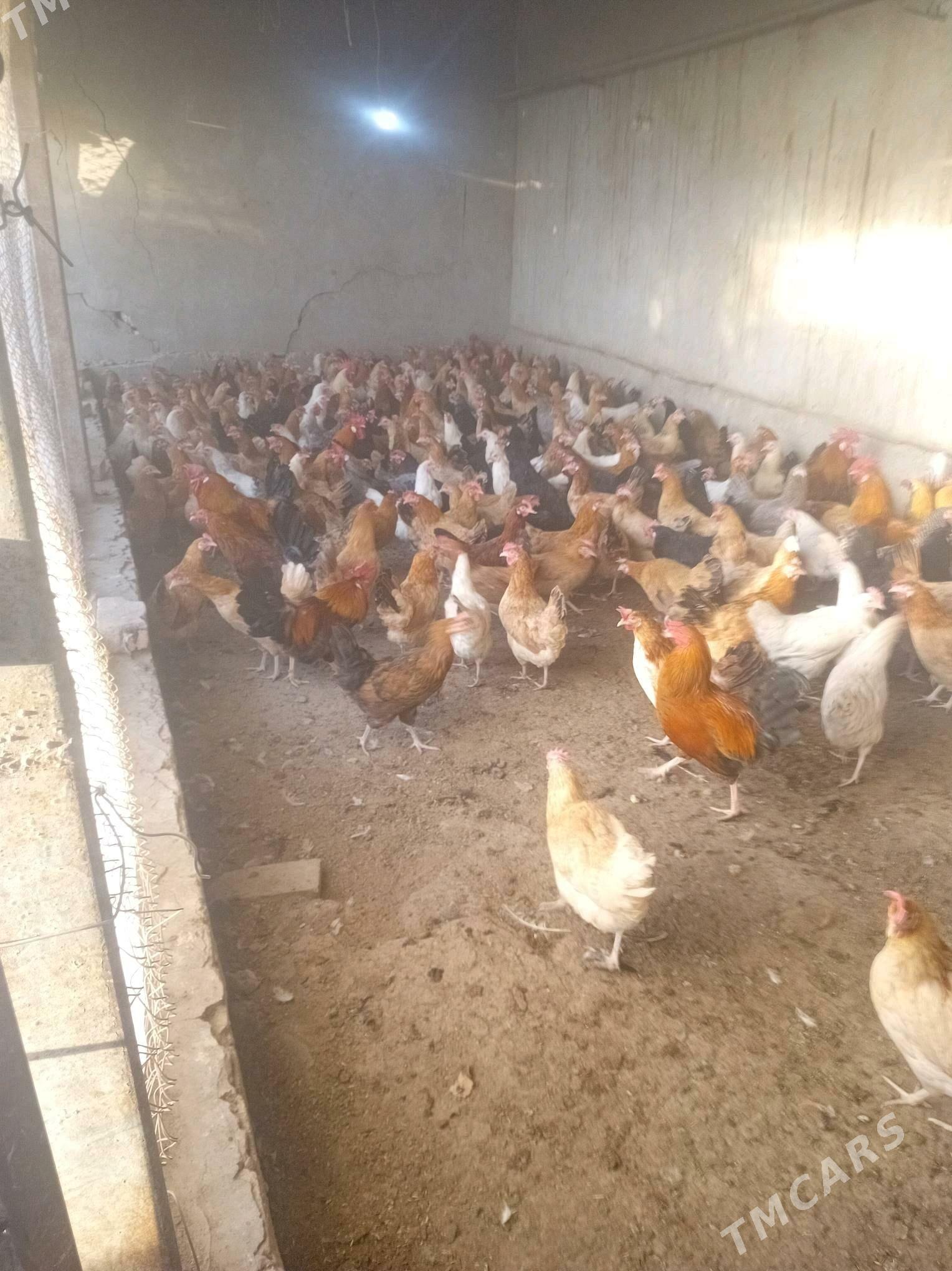 Towuk - Halaç - img 3