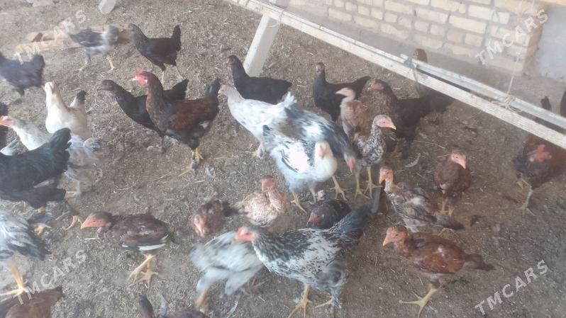 байсоклар - Çärjew - img 4