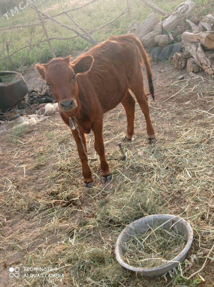 gole - Tejen - img 2