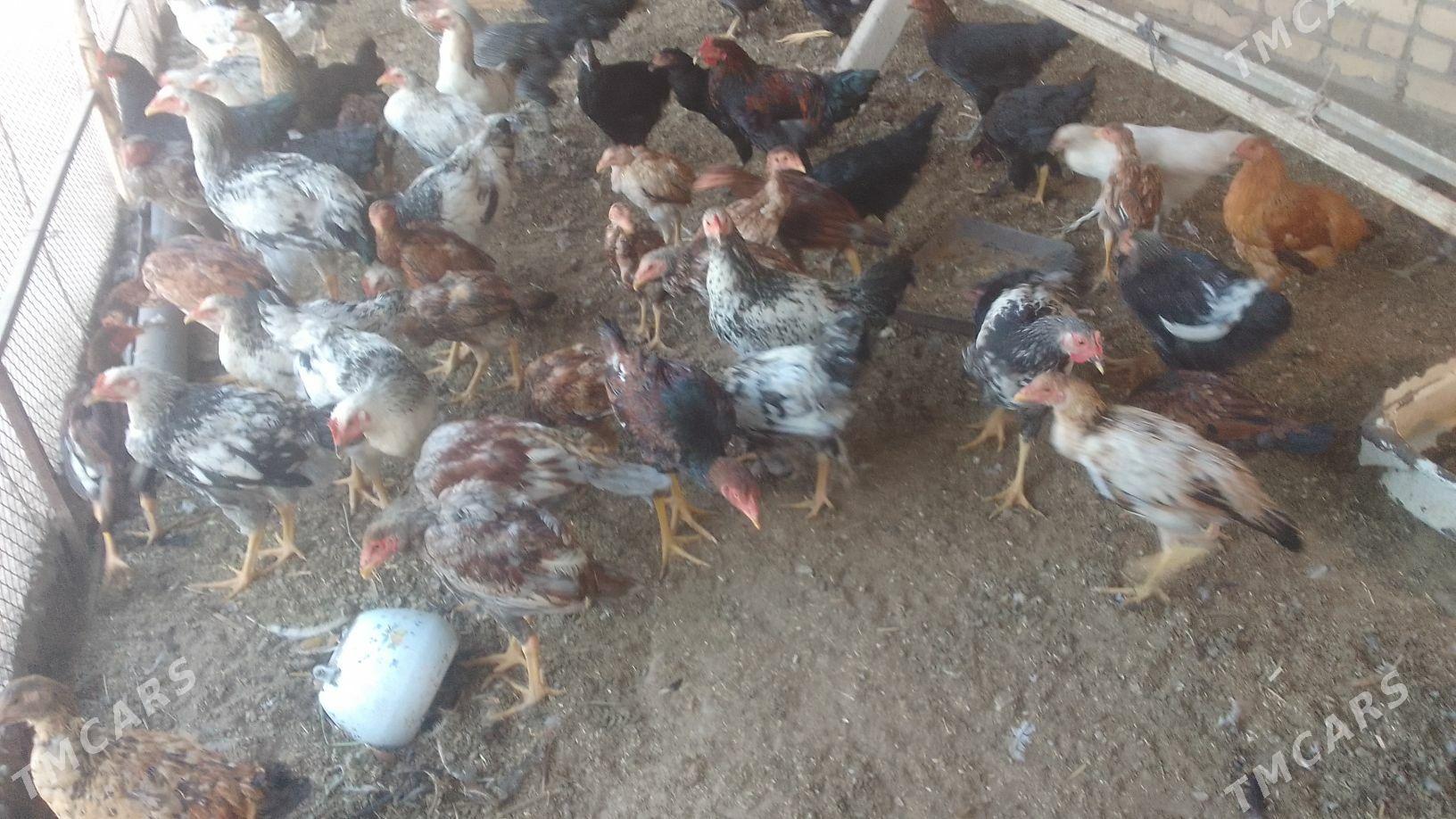 байсоклар - Çärjew - img 3