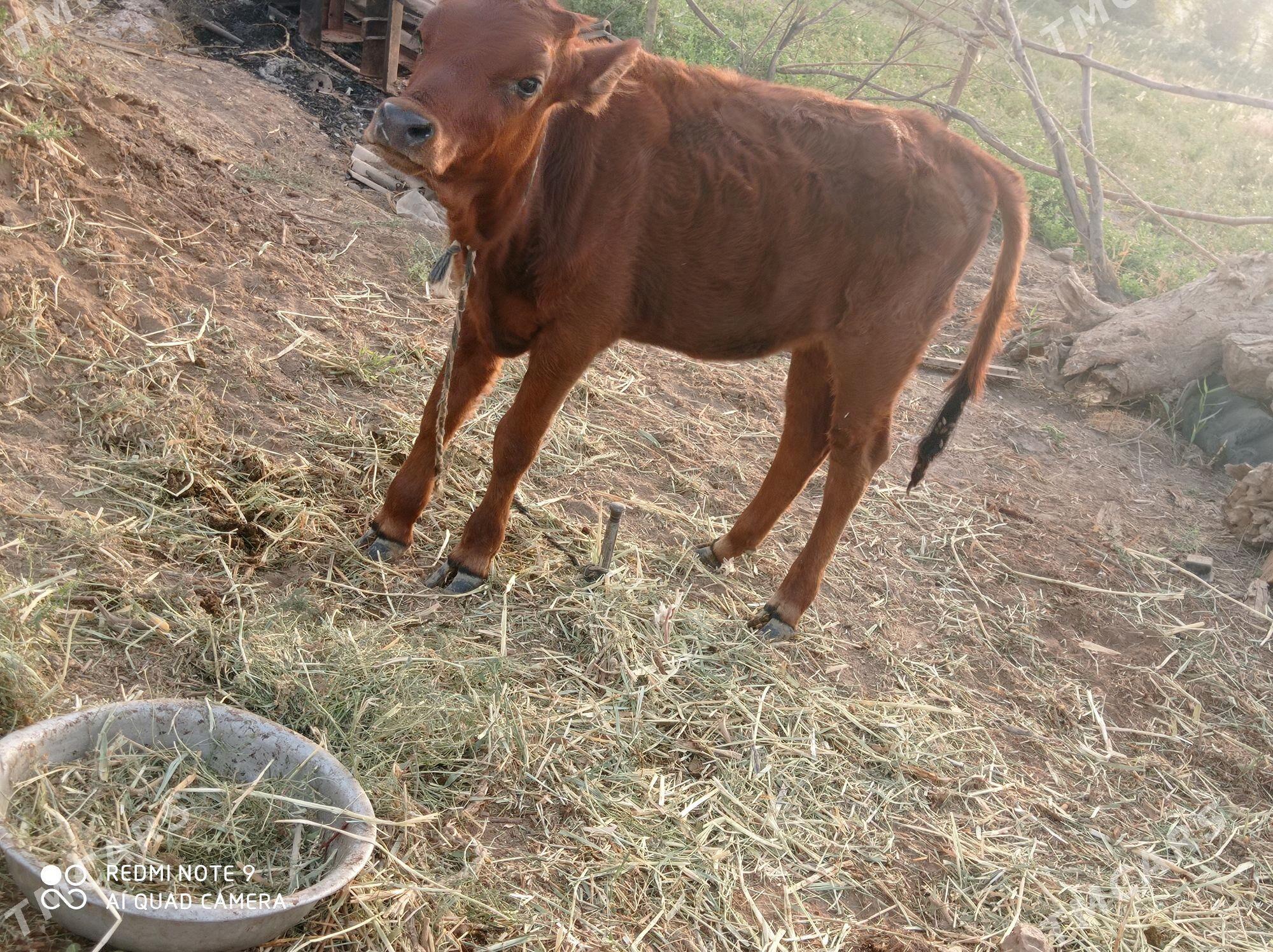 gole - Tejen - img 1