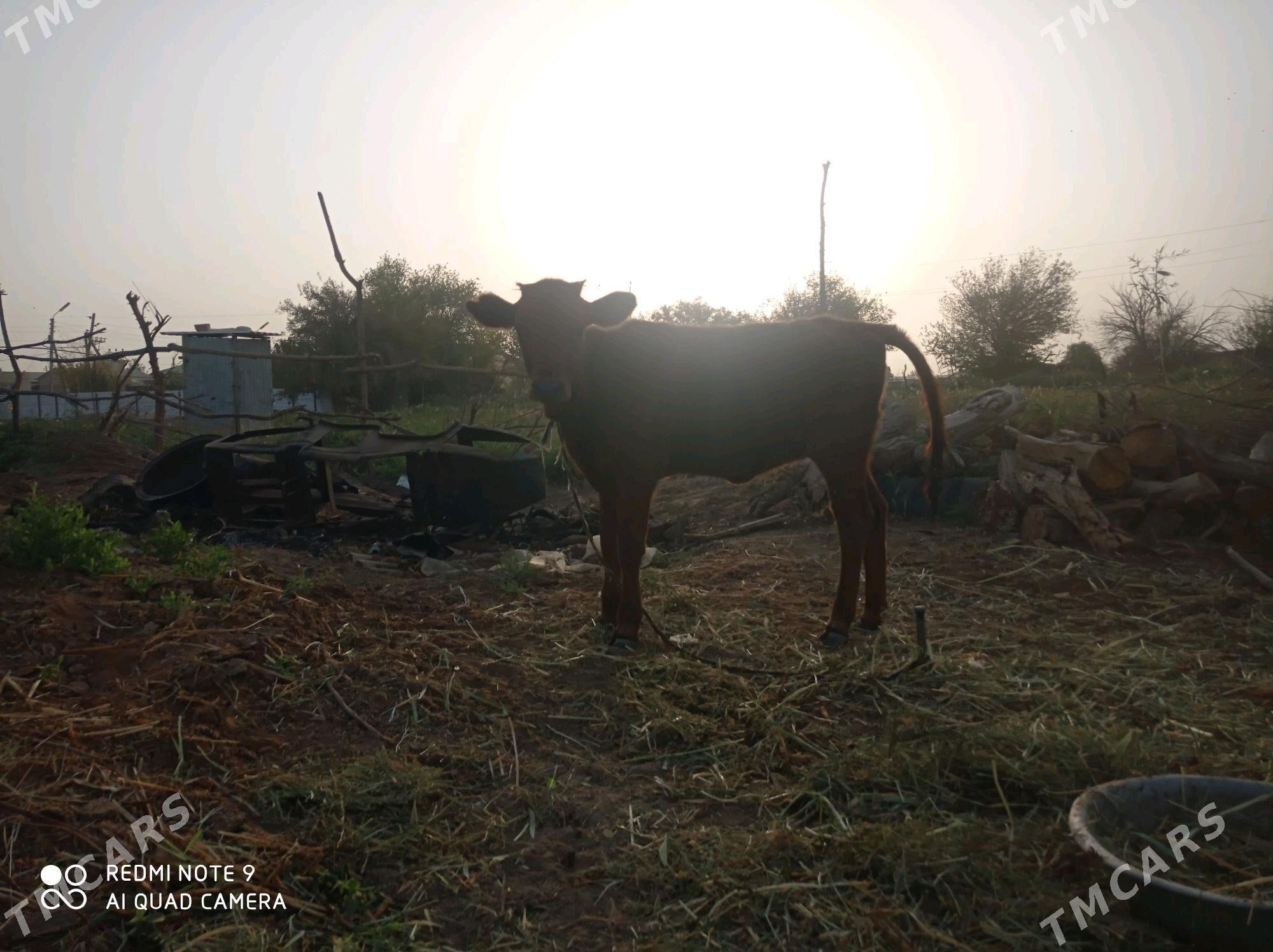 gole - Tejen - img 3