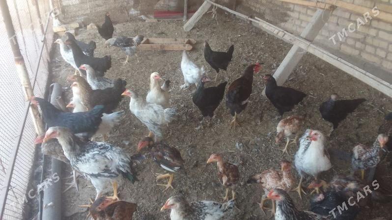 байсоклар - Çärjew - img 5