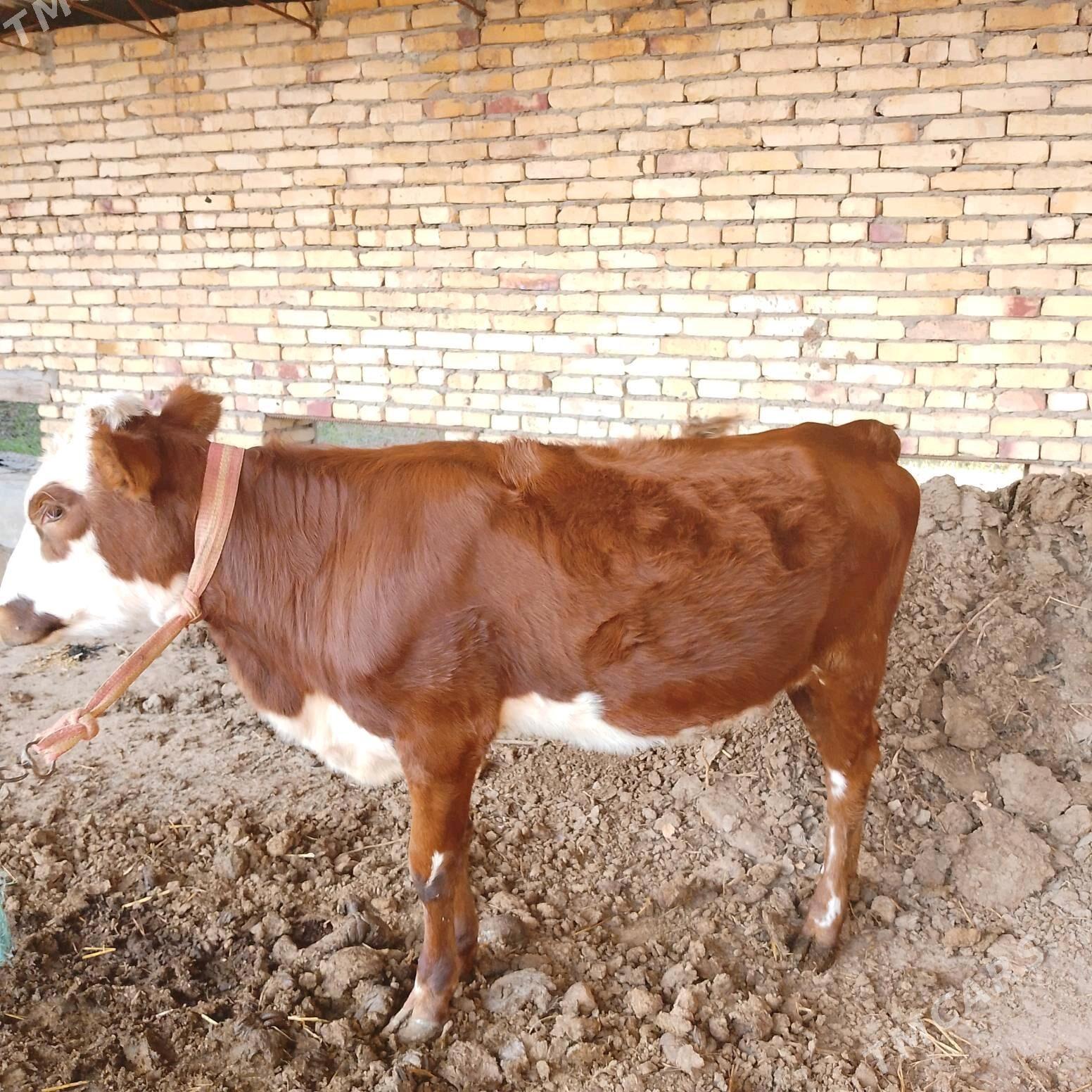 BAKLYK UNAJYN - Çärjew - img 1