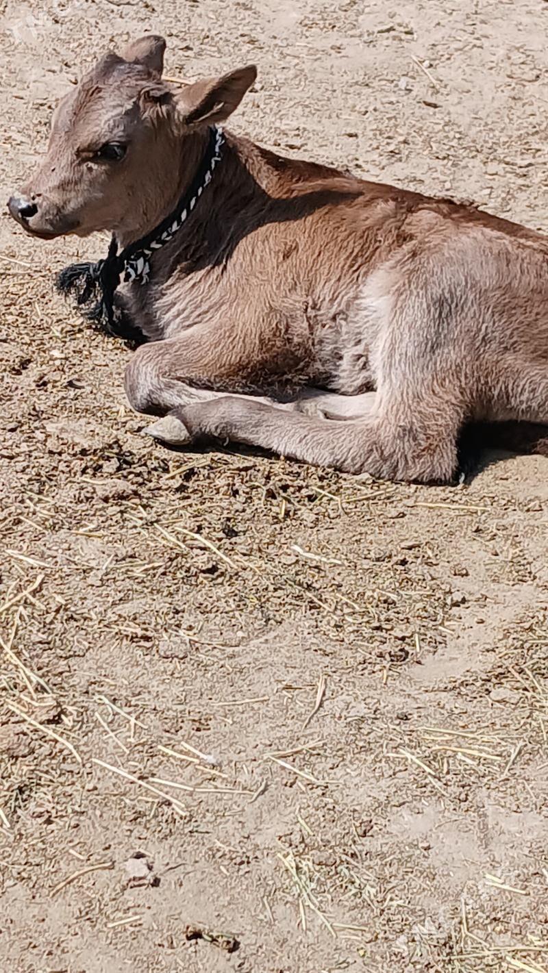 göleli sygyr - Gökje - img 8