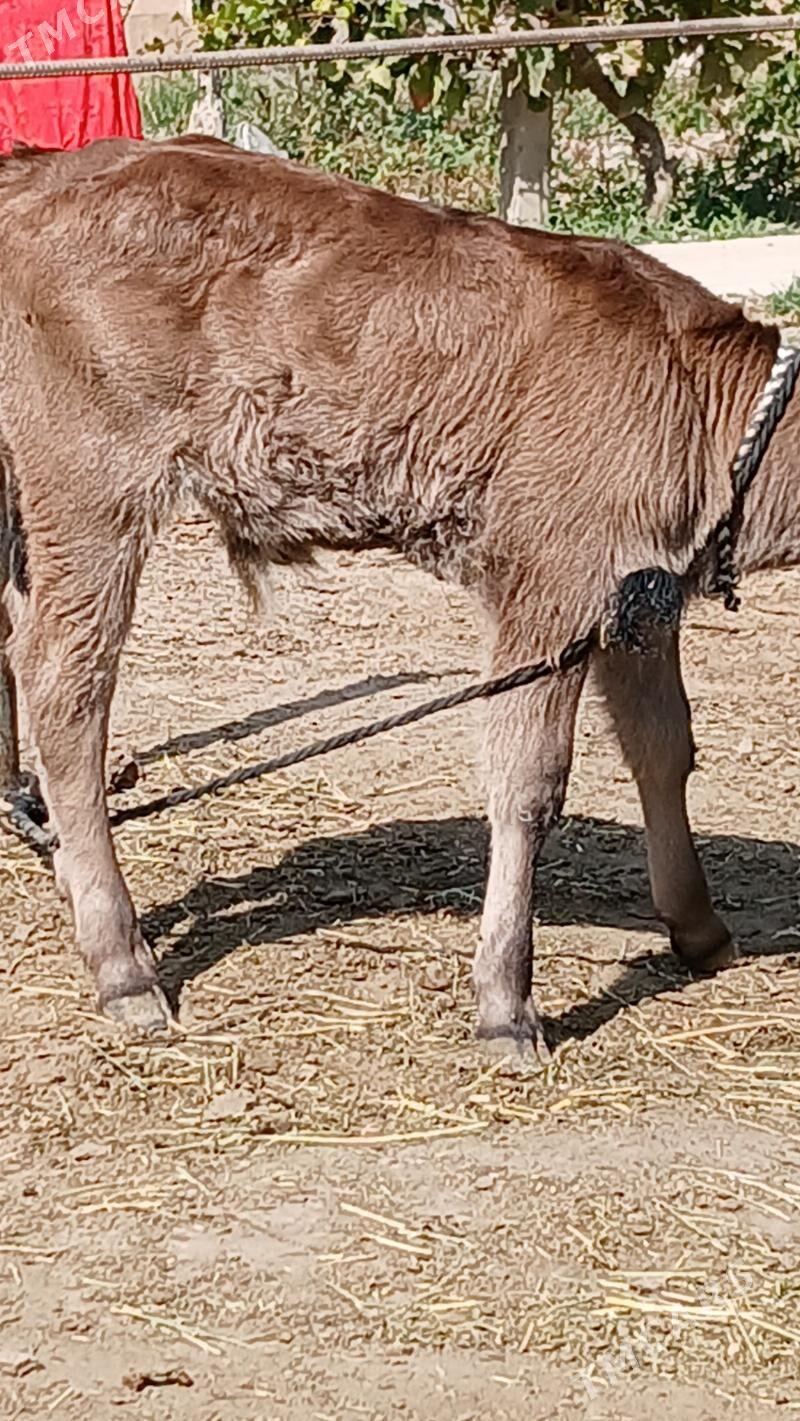 göleli sygyr - Gökje - img 6