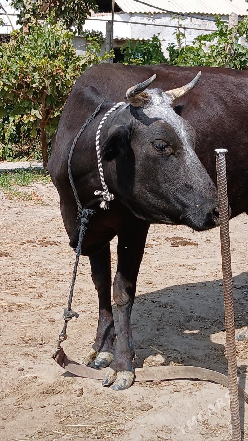 göleli sygyr - Gökje - img 7