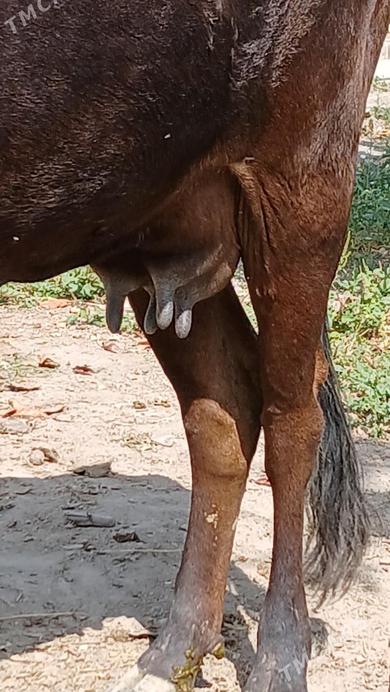 göleli sygyr - Gökje - img 3