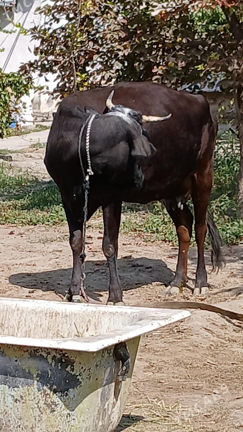 göleli sygyr - Gökje - img 4