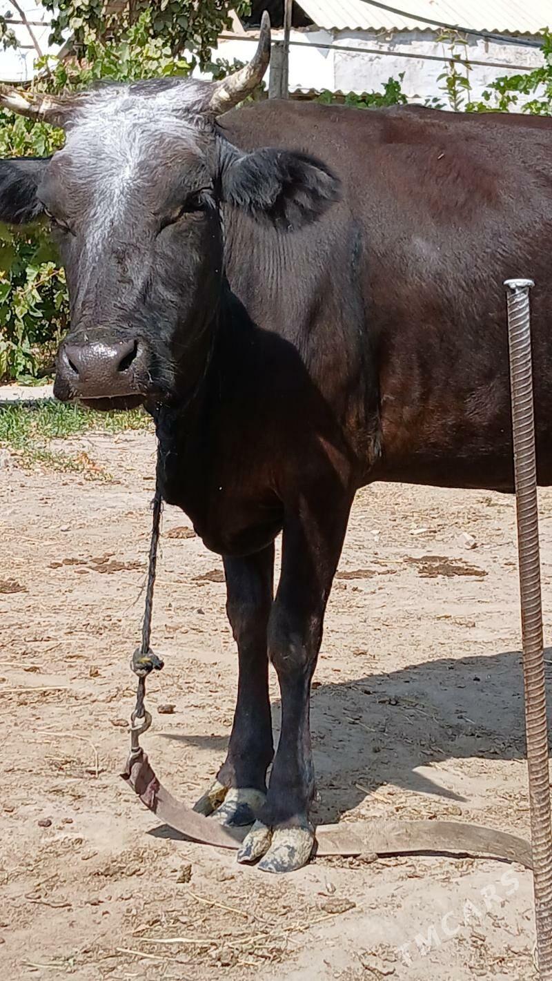 göleli sygyr - Gökje - img 5