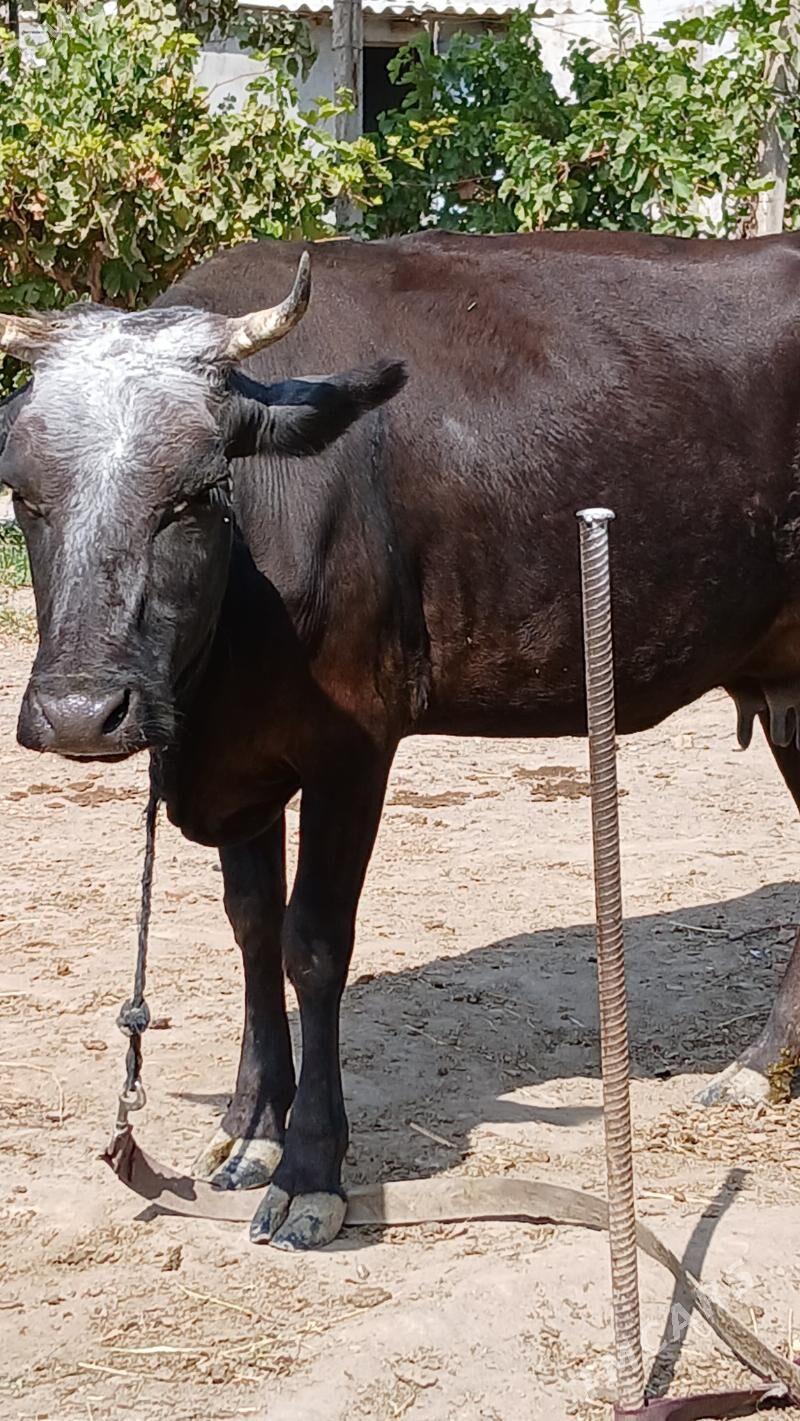 göleli sygyr - Gökje - img 1