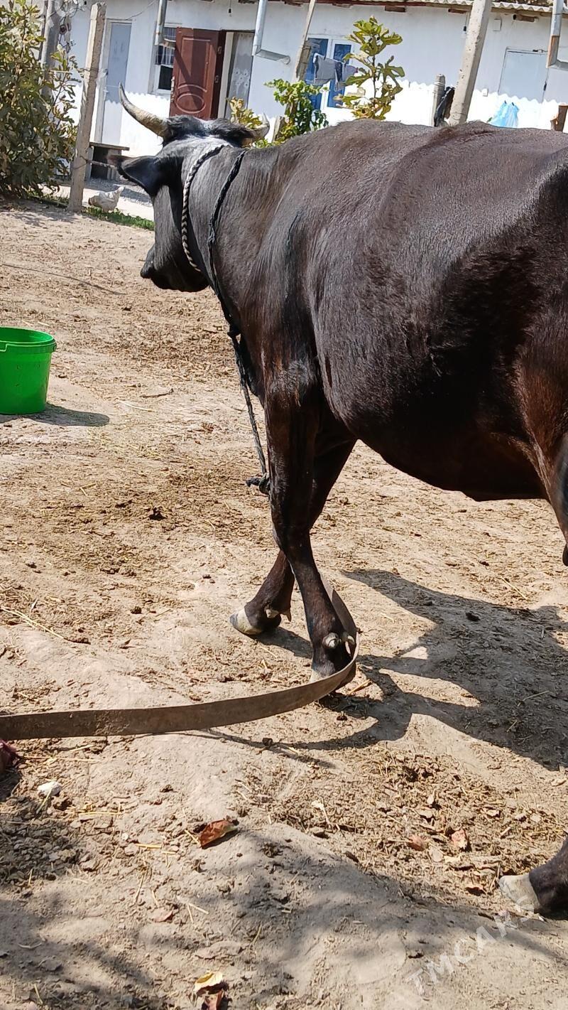 göleli sygyr - Gökje - img 2