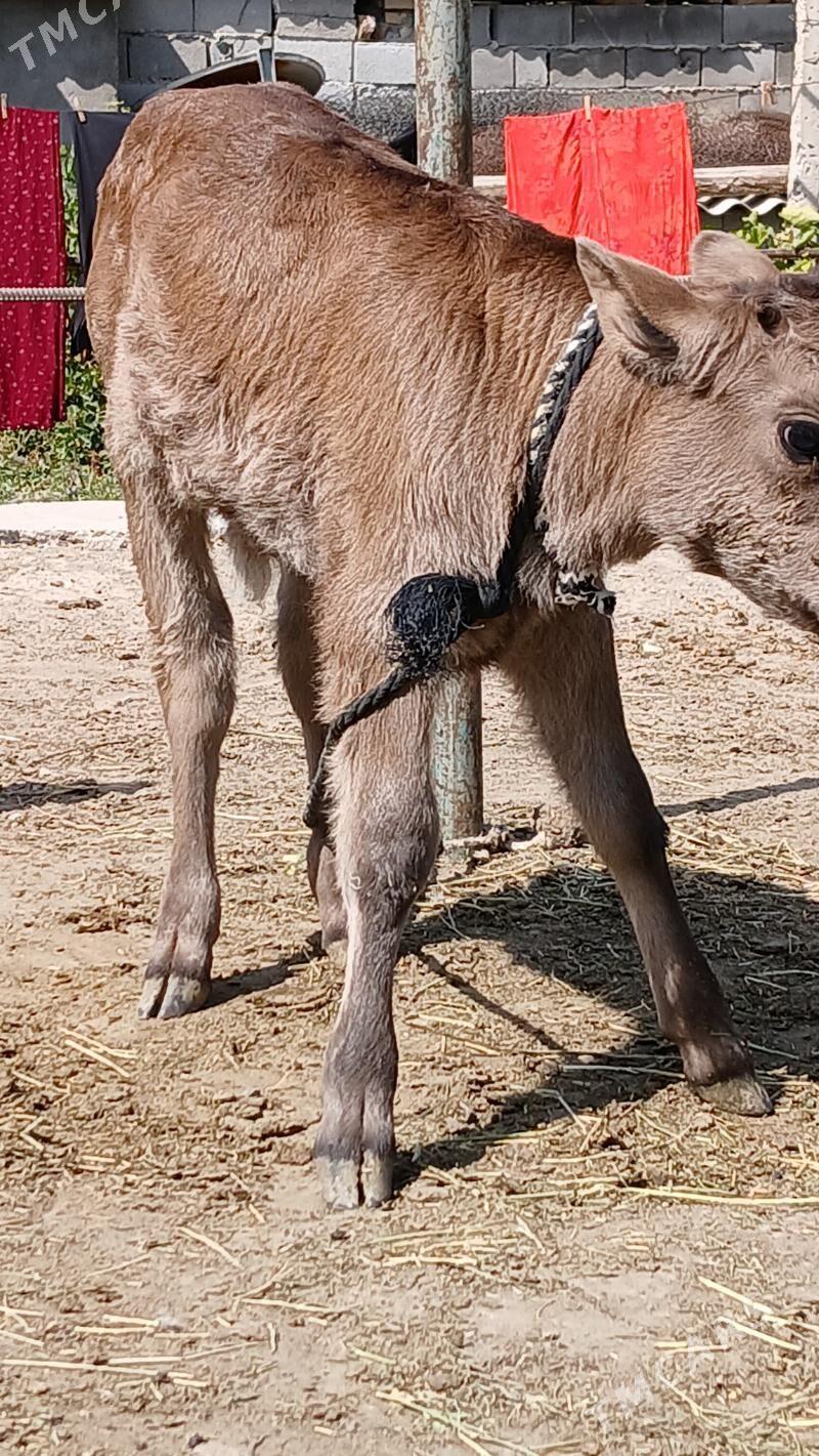 göleli sygyr - Gökje - img 10