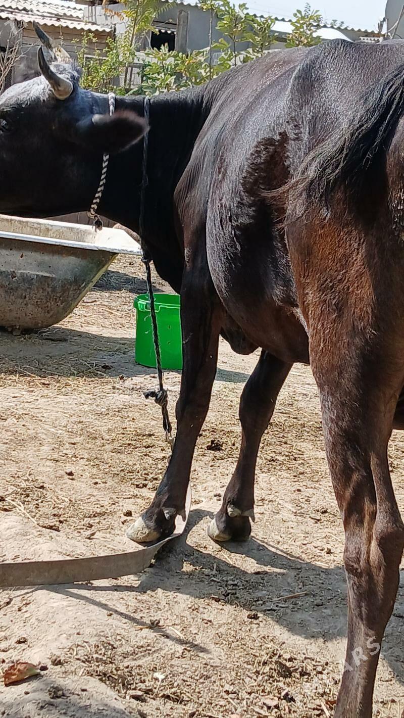 göleli sygyr - Gökje - img 9