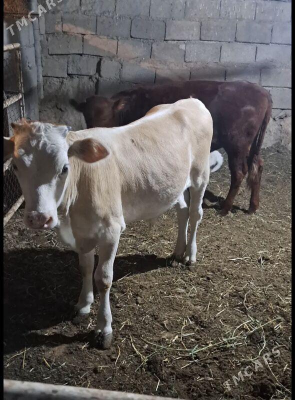 Arassa Sywes Gole - Bagyr - img 5