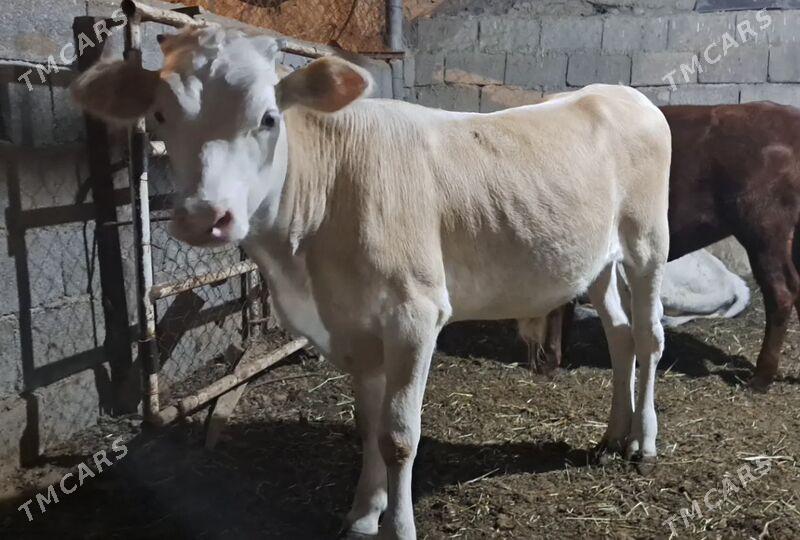 Arassa Sywes Gole - Bagyr - img 4