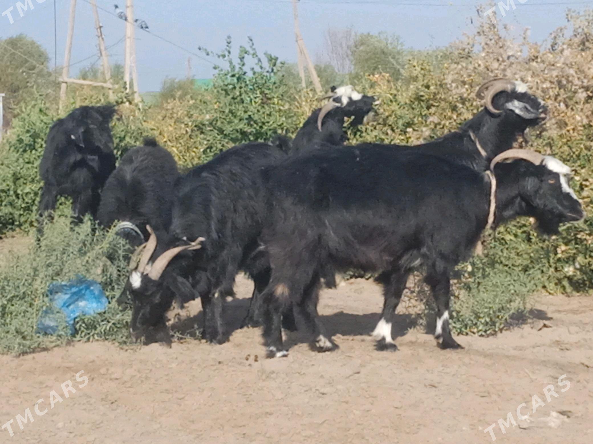 Geci Owlok - Кёнеургенч - img 1