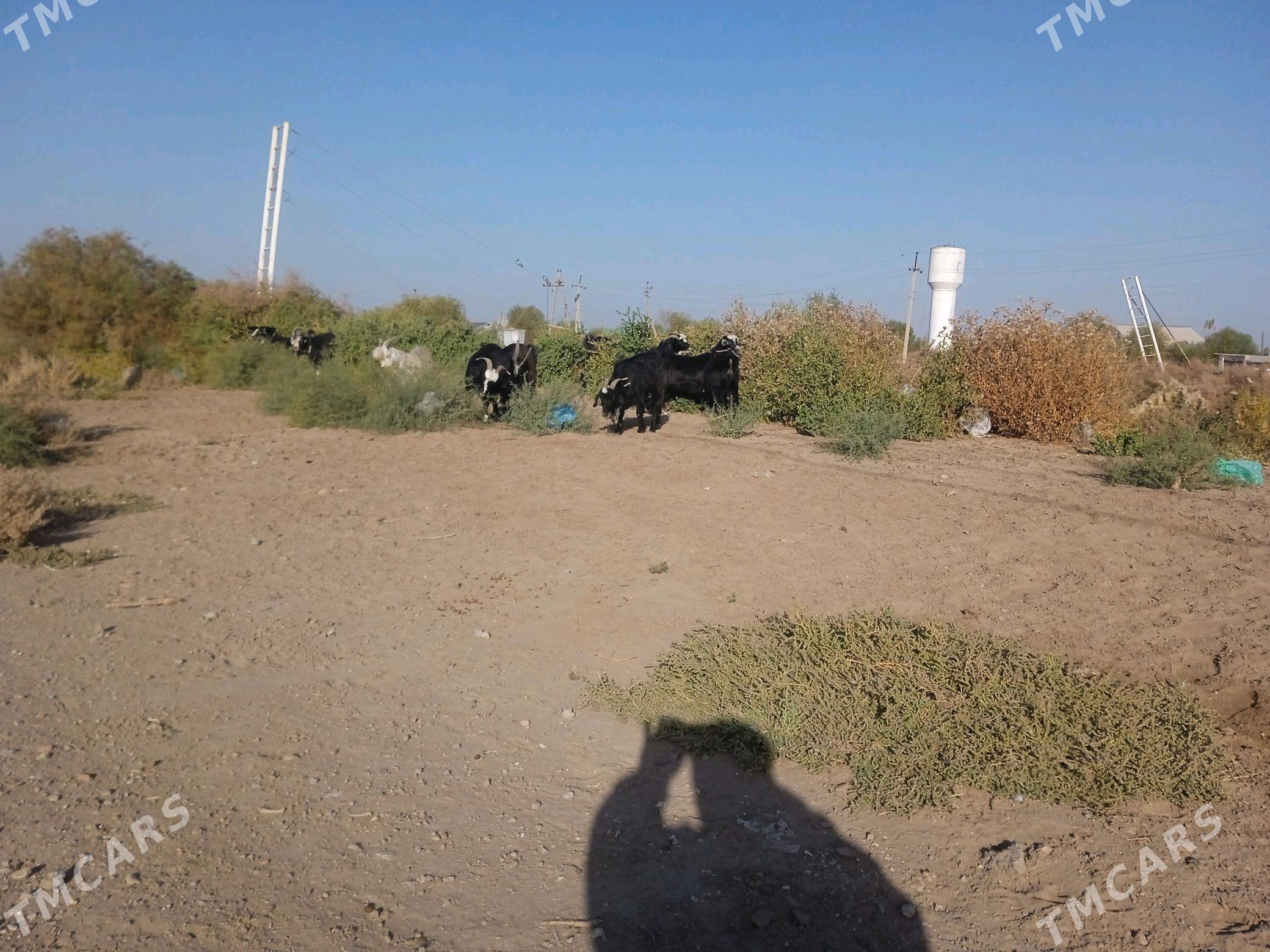 Geci Owlok - Кёнеургенч - img 2