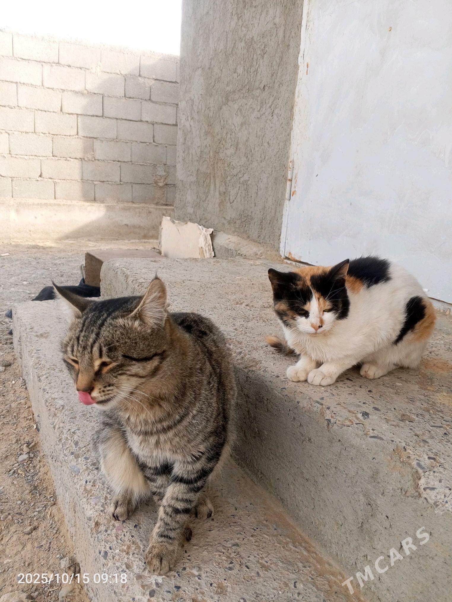 pisikler - Мары - img 1