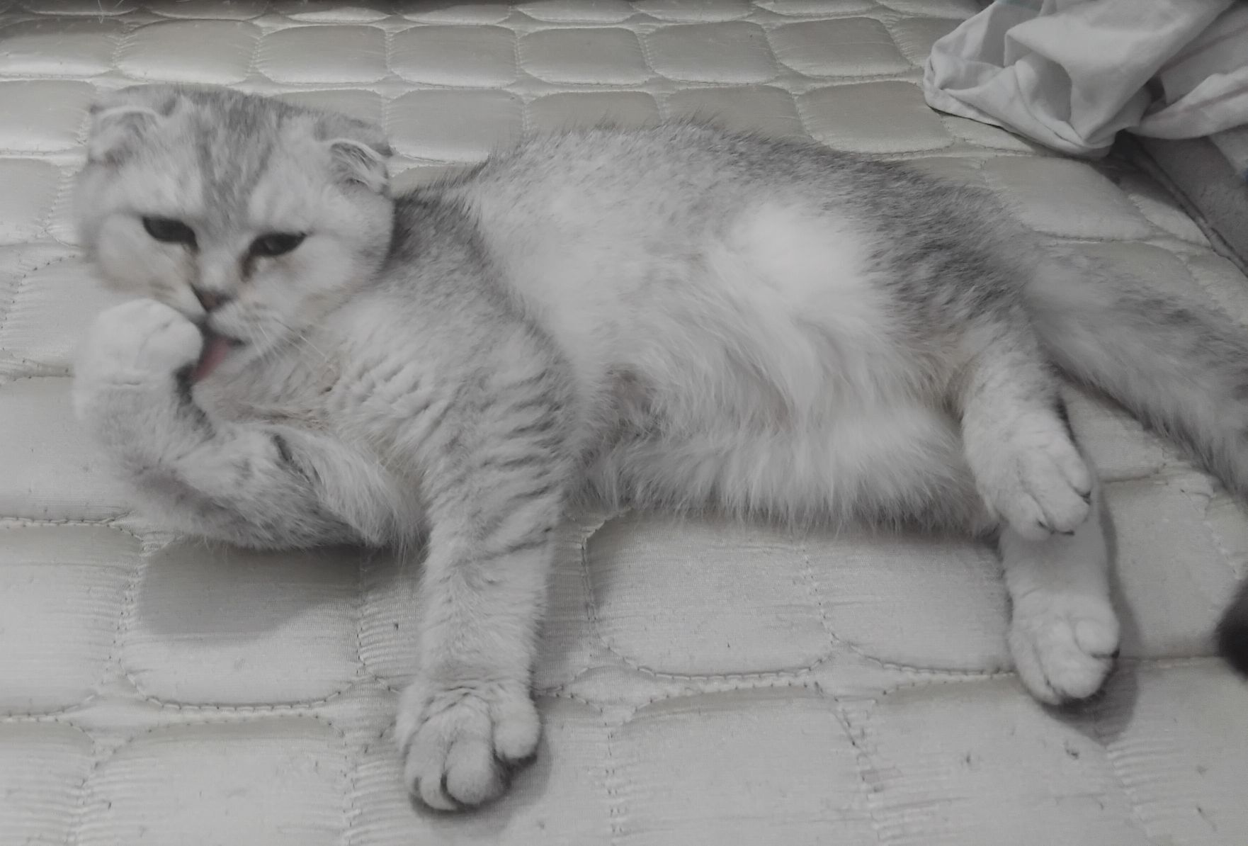 Шотландские котята - Aşgabat - img 3