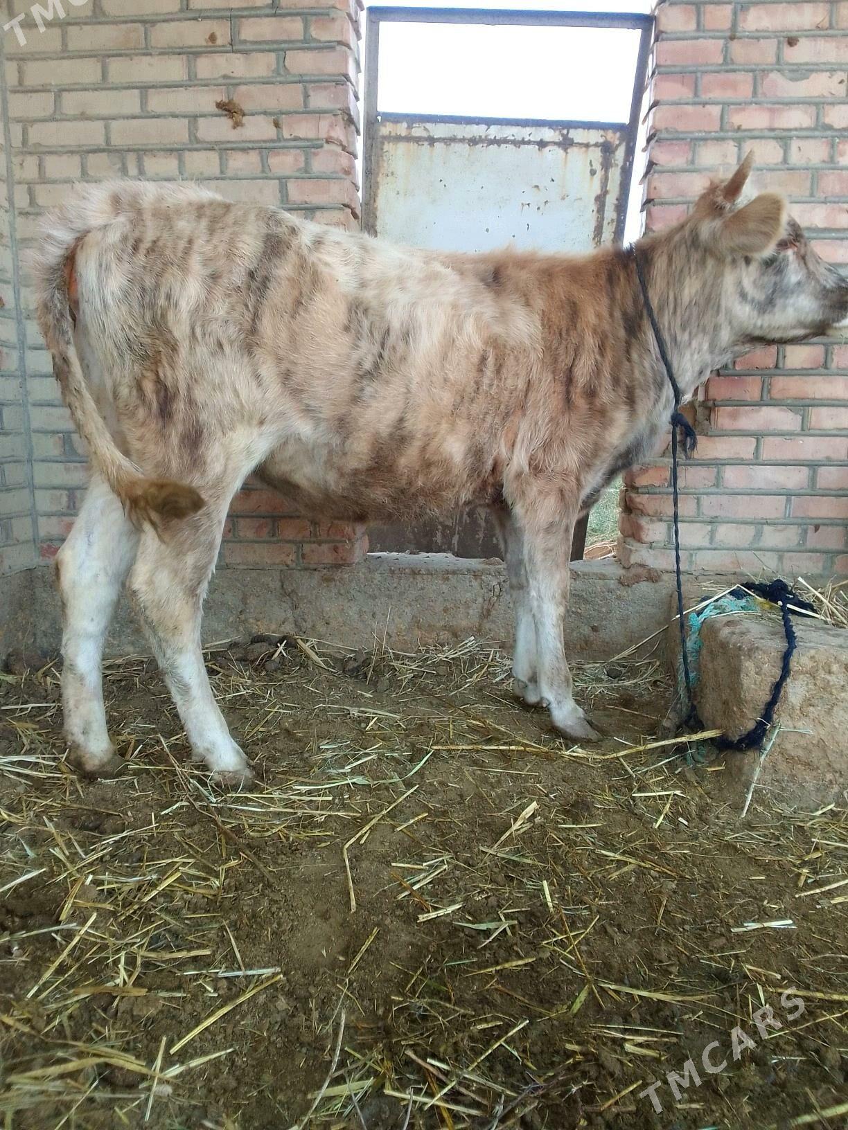 tùwe - Бахарден - img 2