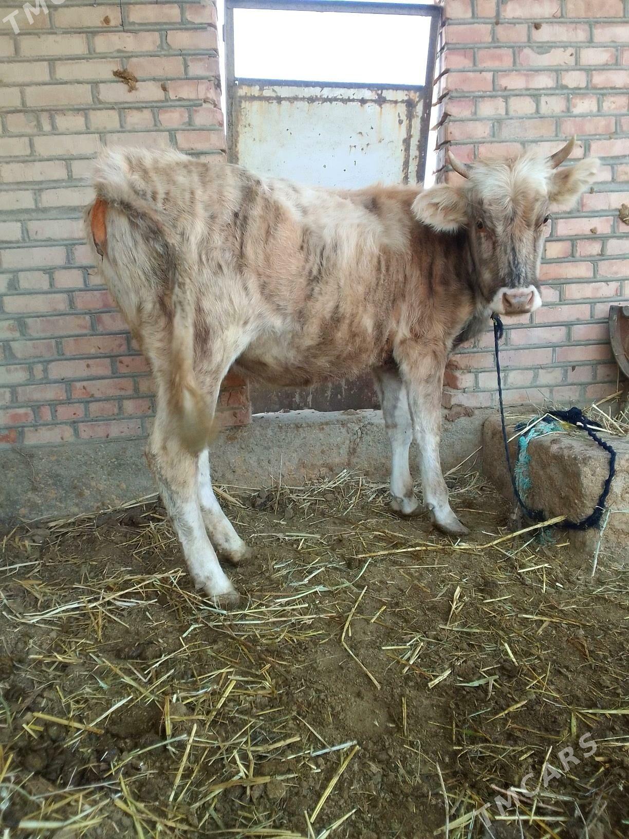 tùwe - Бахарден - img 3