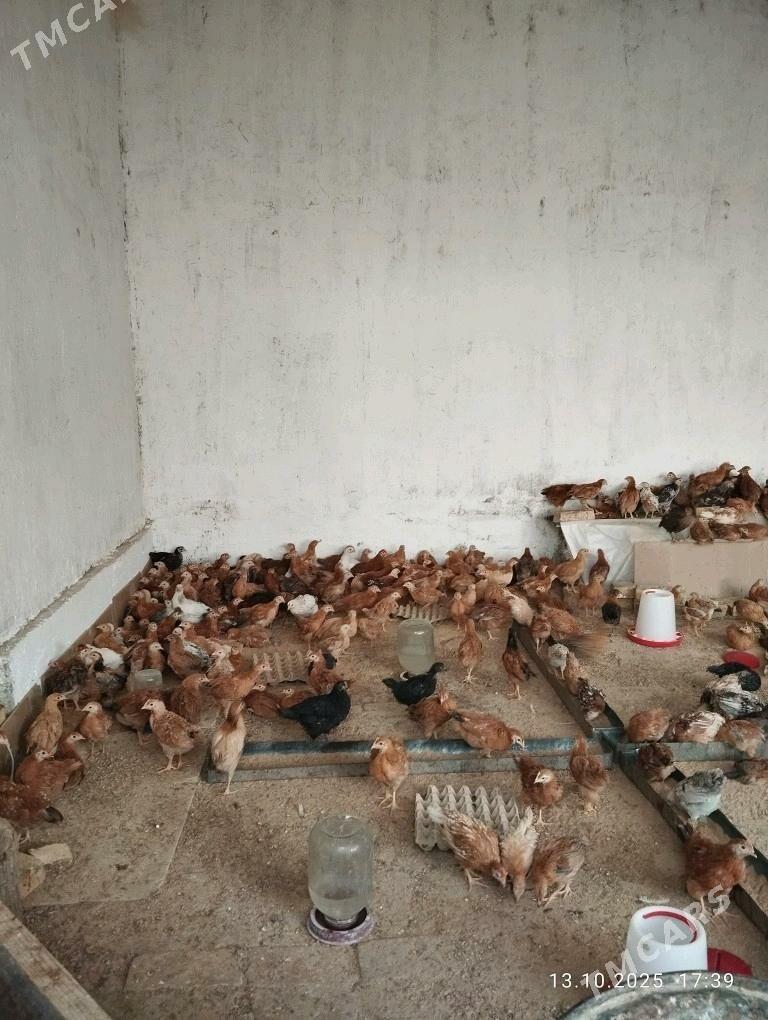Jüje 2 aýlyk - Гёкдепе - img 2