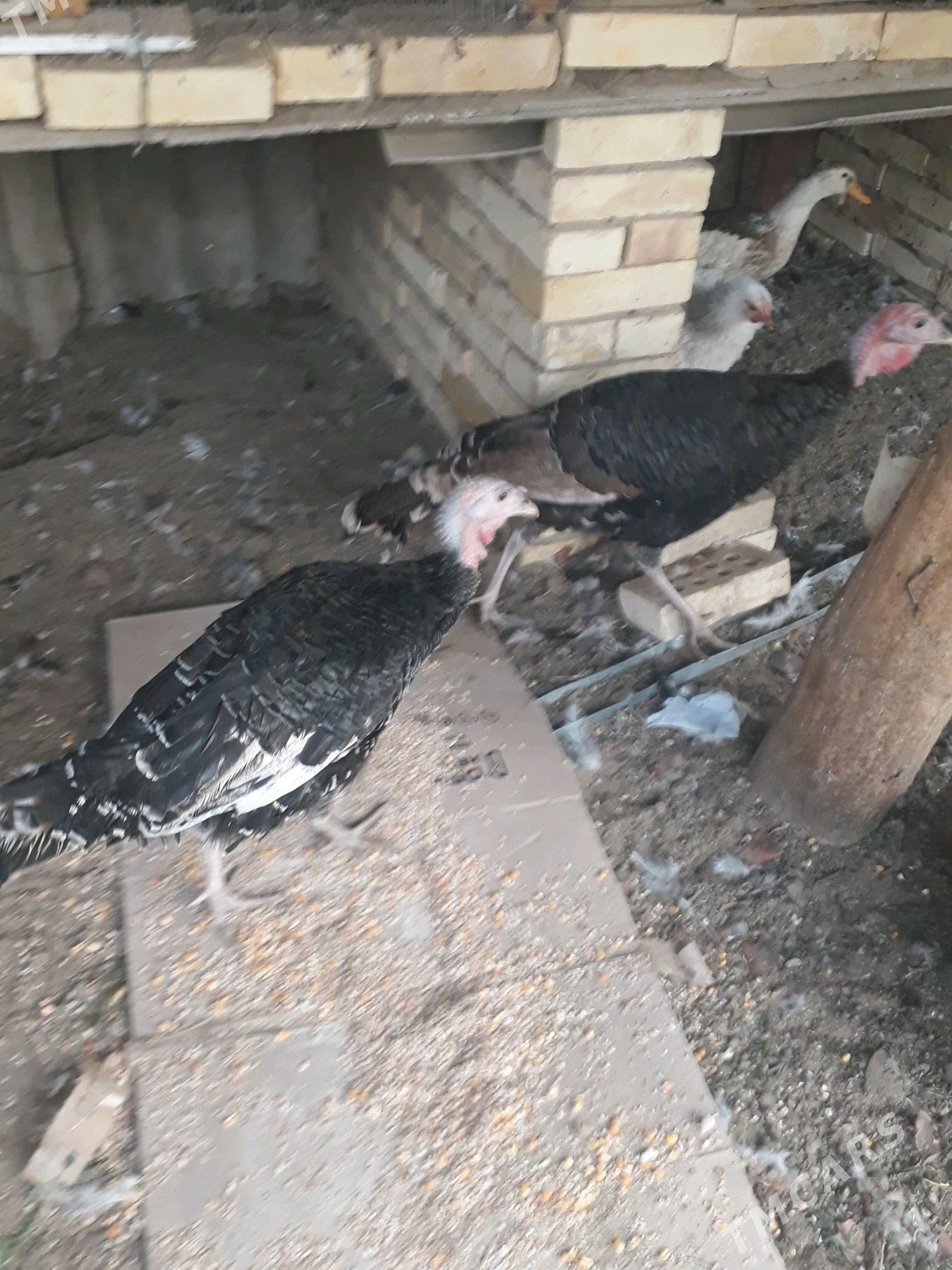 Induk - Sakarçäge - img 1