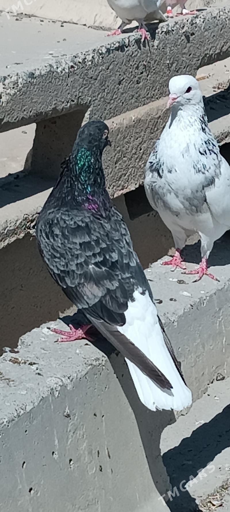 kepderi - Aşgabat - img 4