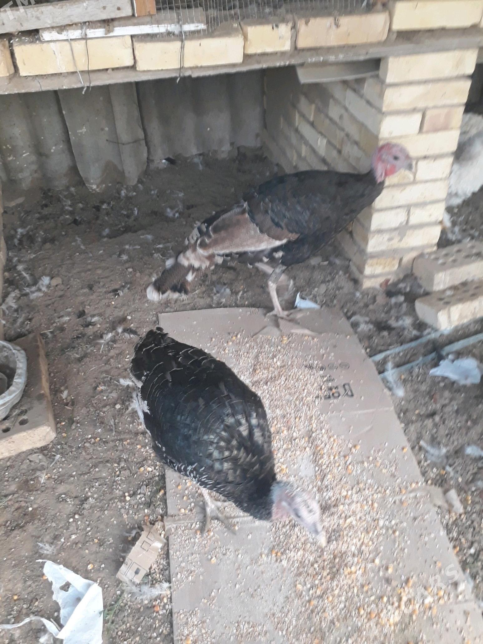 Induk - Sakarçäge - img 2