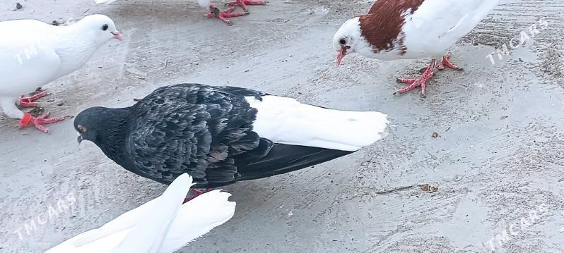 kepderi - Aşgabat - img 8