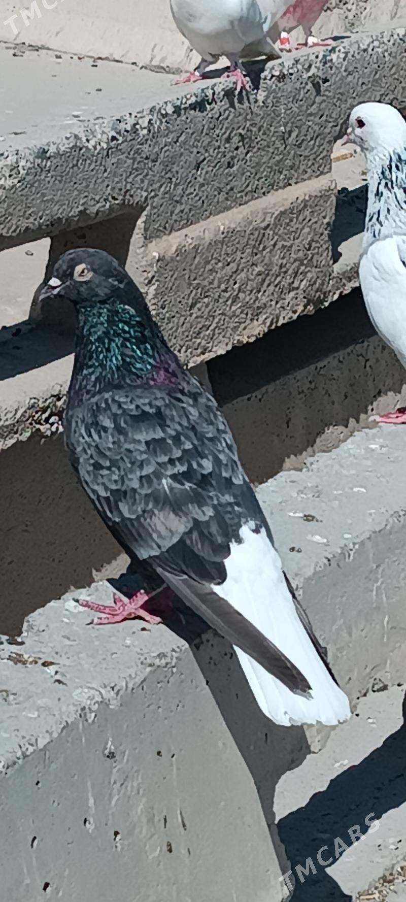 kepderi - Aşgabat - img 2