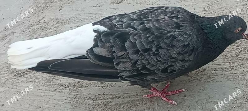 kepderi - Aşgabat - img 9