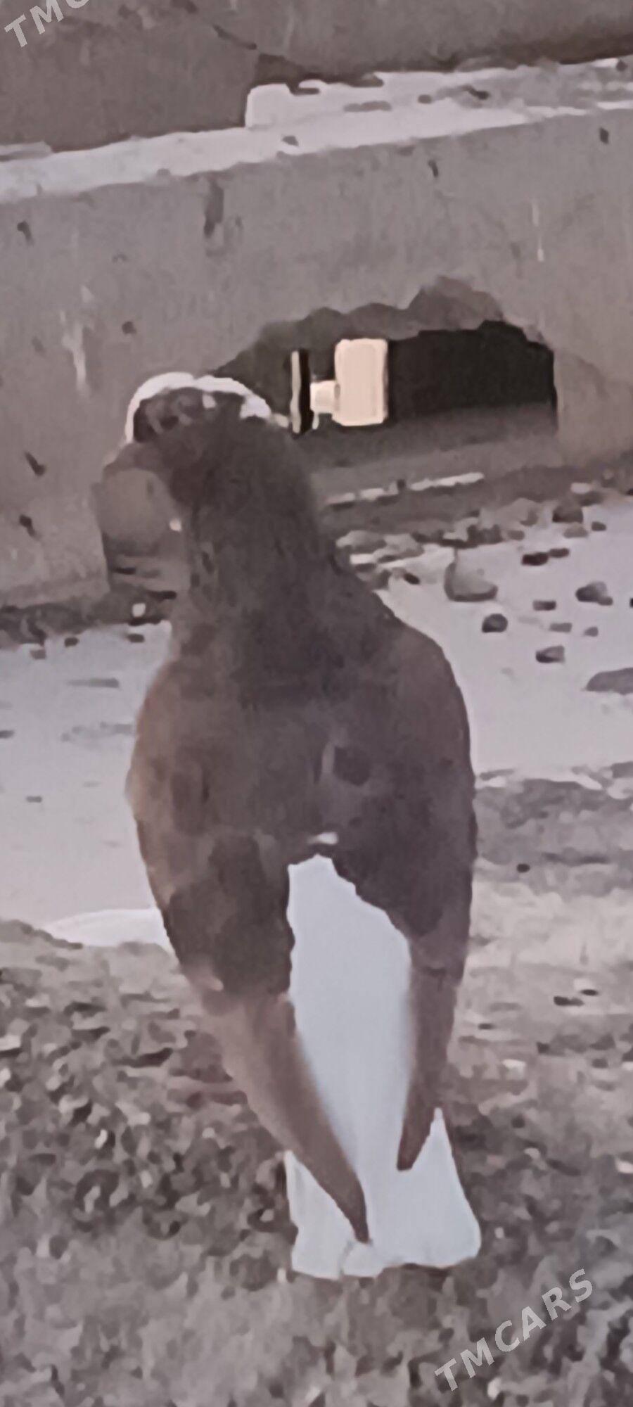 kepderi - Aşgabat - img 6