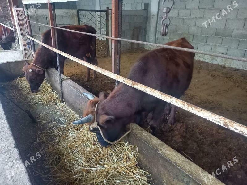 okuz - Гёкдепе - img 3