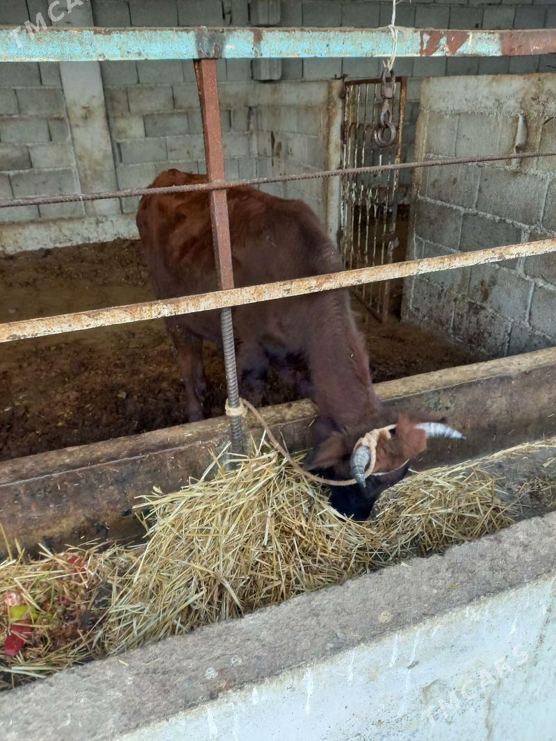 okuz - Гёкдепе - img 2