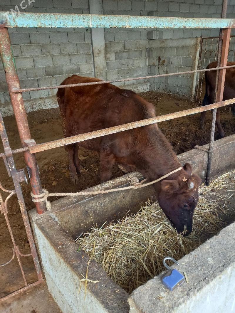 okuz - Гёкдепе - img 1