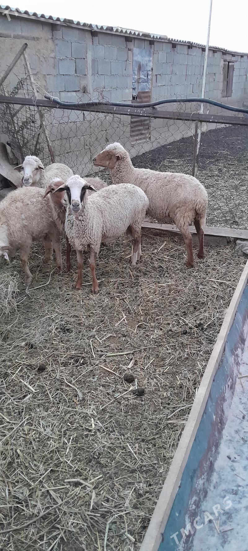 Goyun - Bäherden - img 2