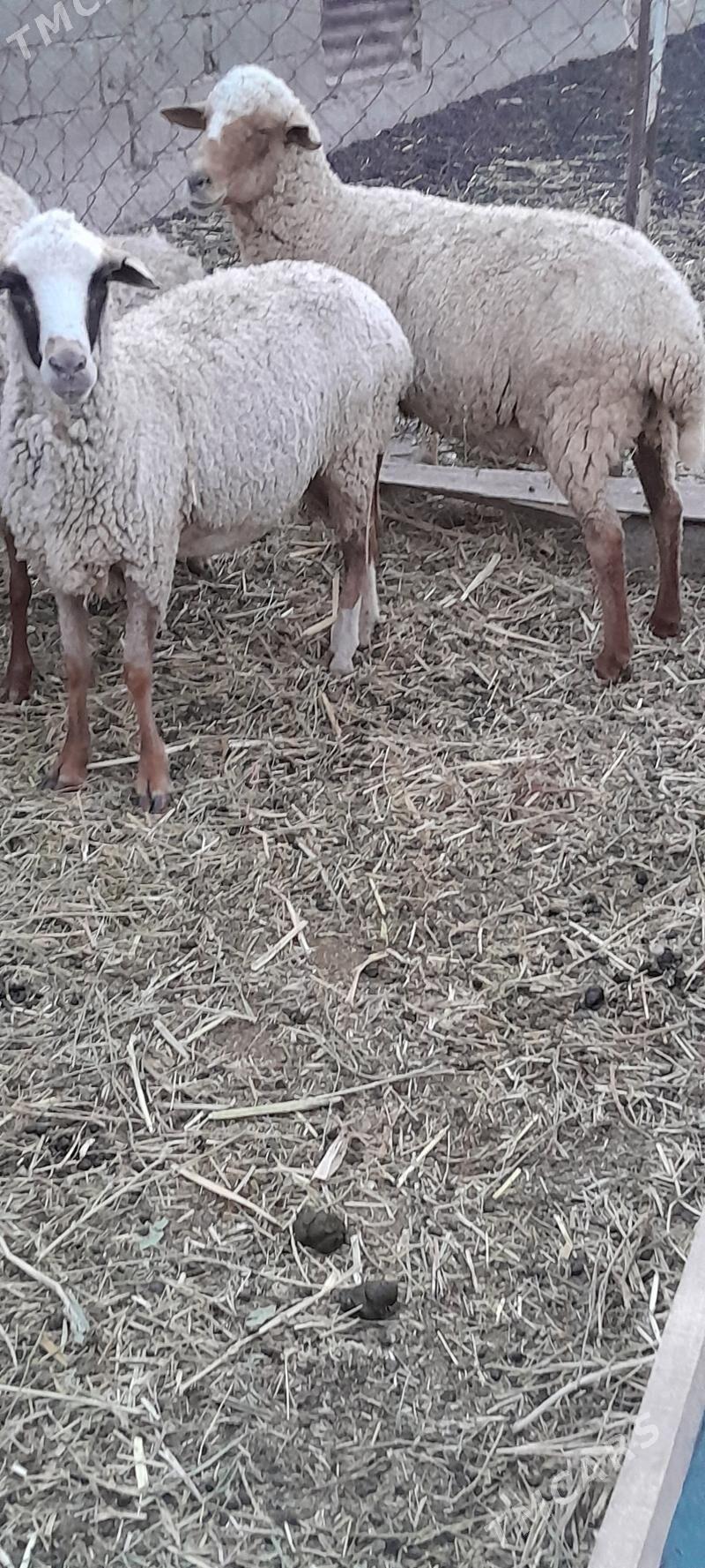 Goyun - Bäherden - img 1