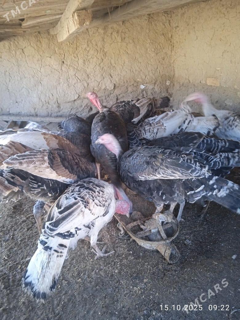 ündük - Çärjew - img 2