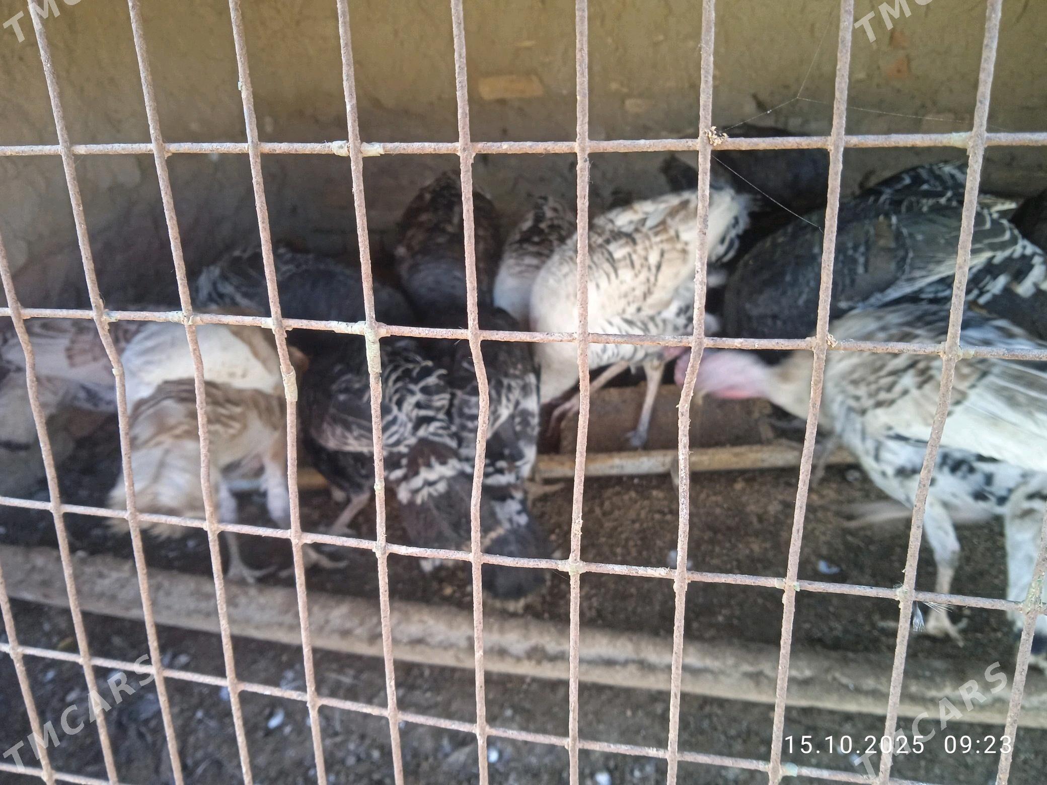 ündük - Çärjew - img 1